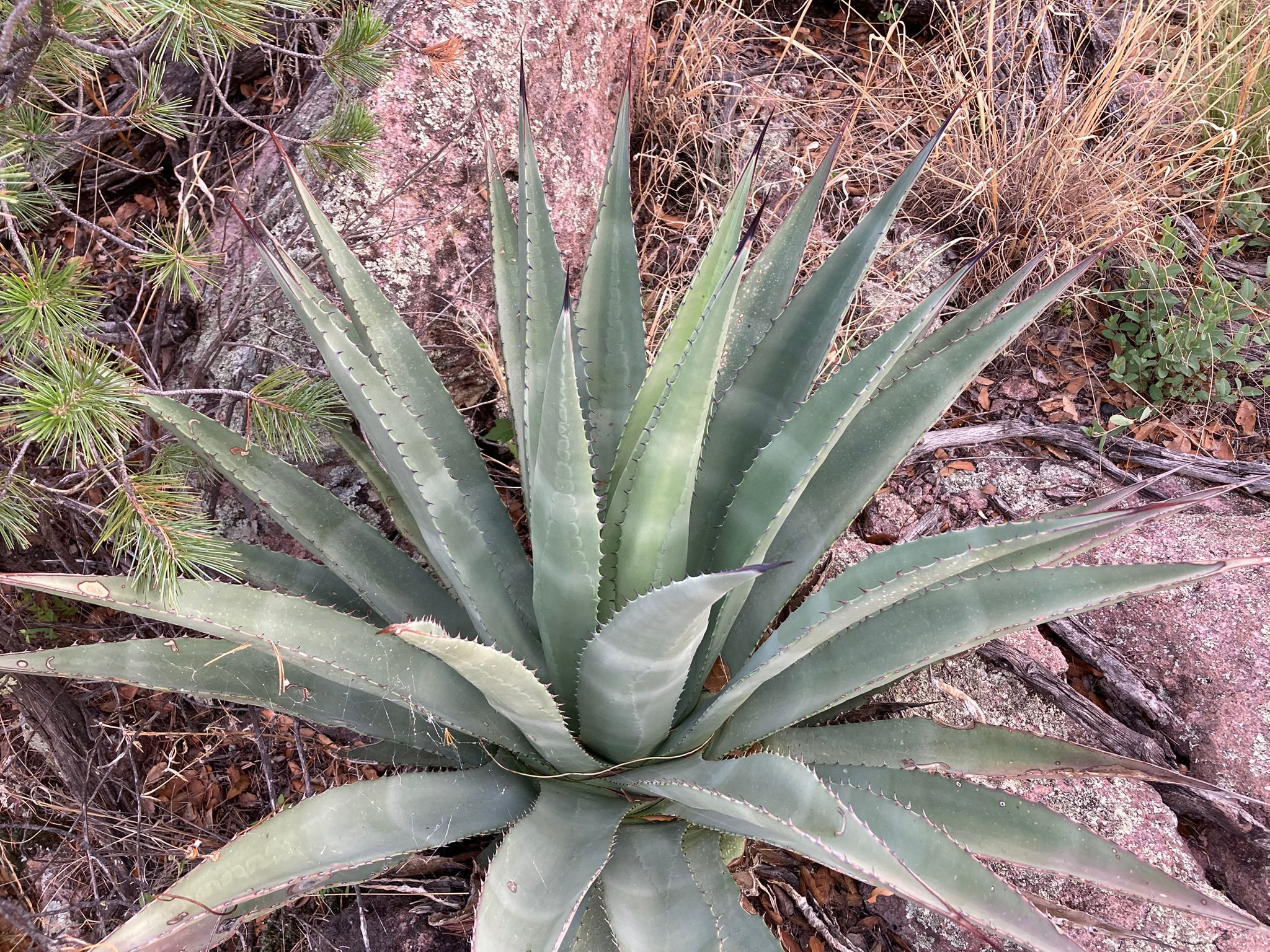 Agave palmeri "Canelo Hills, AZ" Seeds
