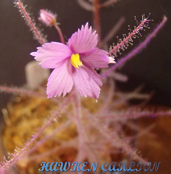 B. rorida Taylor's Lagoon flower.jpg