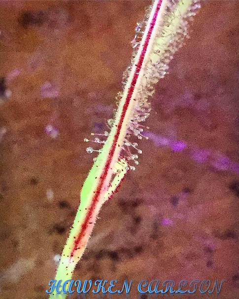 D. cucullata 2.jpg