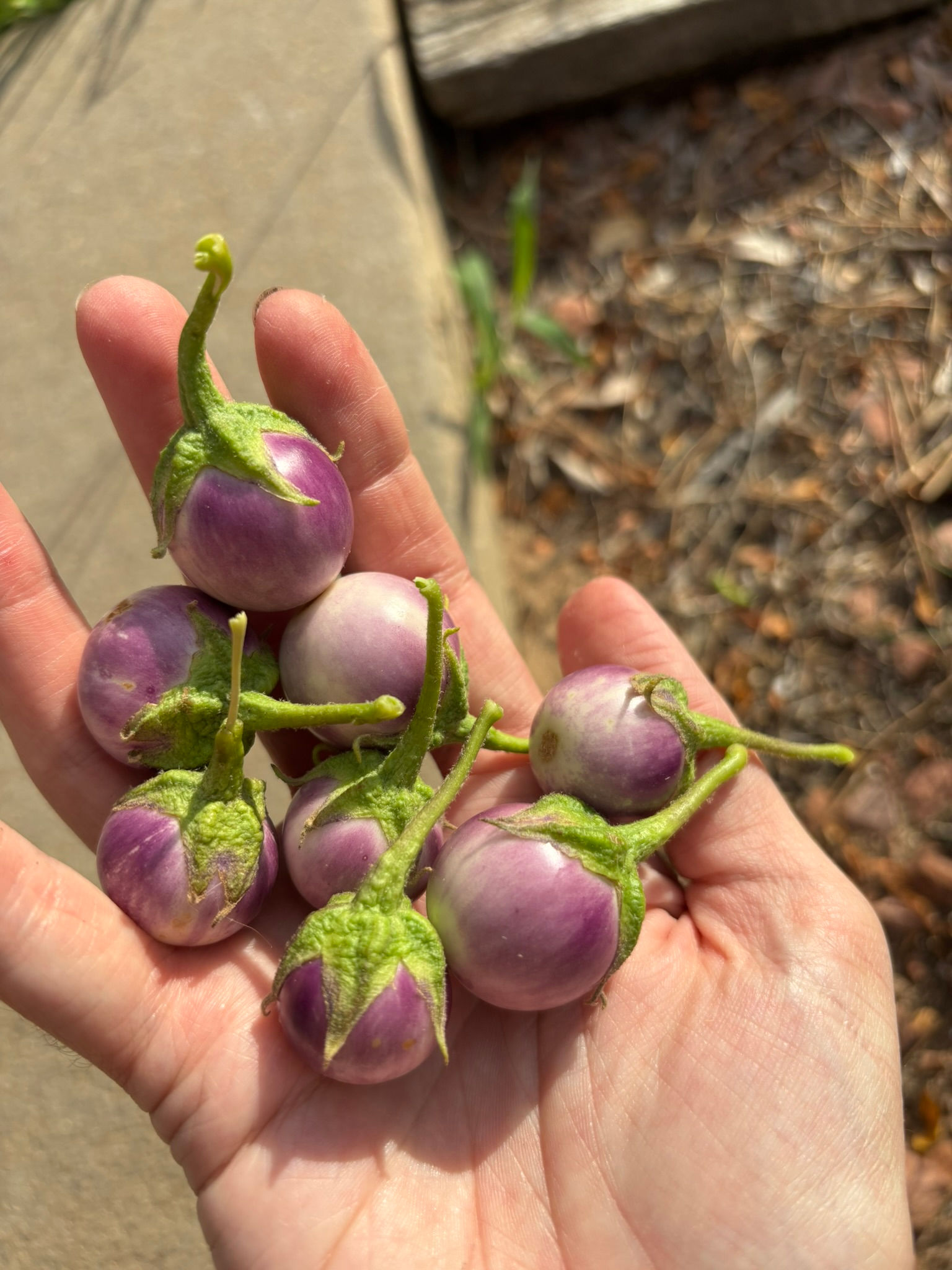 Thai Frog Egg Eggplant Seeds