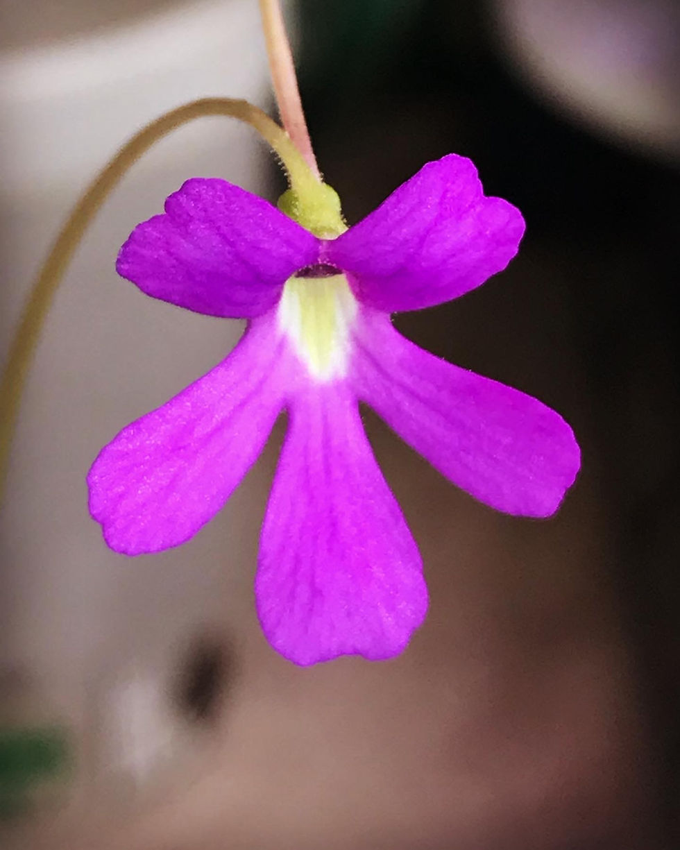 Thumbnail: Pinguicula emarginata x moctezumae SG