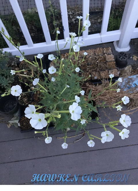 coyote tobacco seeds Nicotiana attenuata, Coyote Tobacco Seeds coyote tobacco seeds Nicotiana attenuata, Coyote Tobacco Seeds