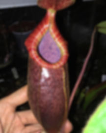 Nepenthes Rokko "Exotica" x (spectabilis x mira)