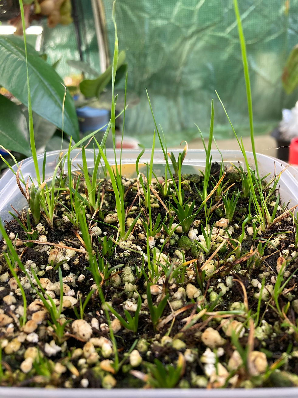 Triantha occidentalis