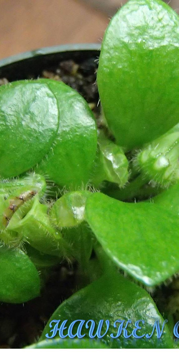 Cephalotus follicularis | Carlton Carnivores