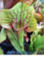 Sarracenia oreophila "North Sound" x purpurea "Giant #1" HC C
