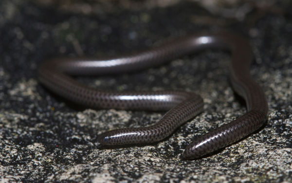 L. nigricans.jpg