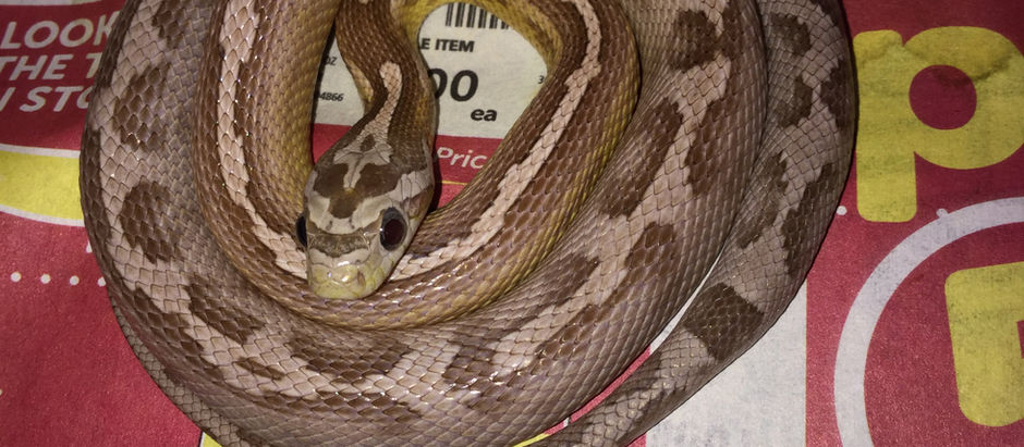 A Snake with a Rough Background