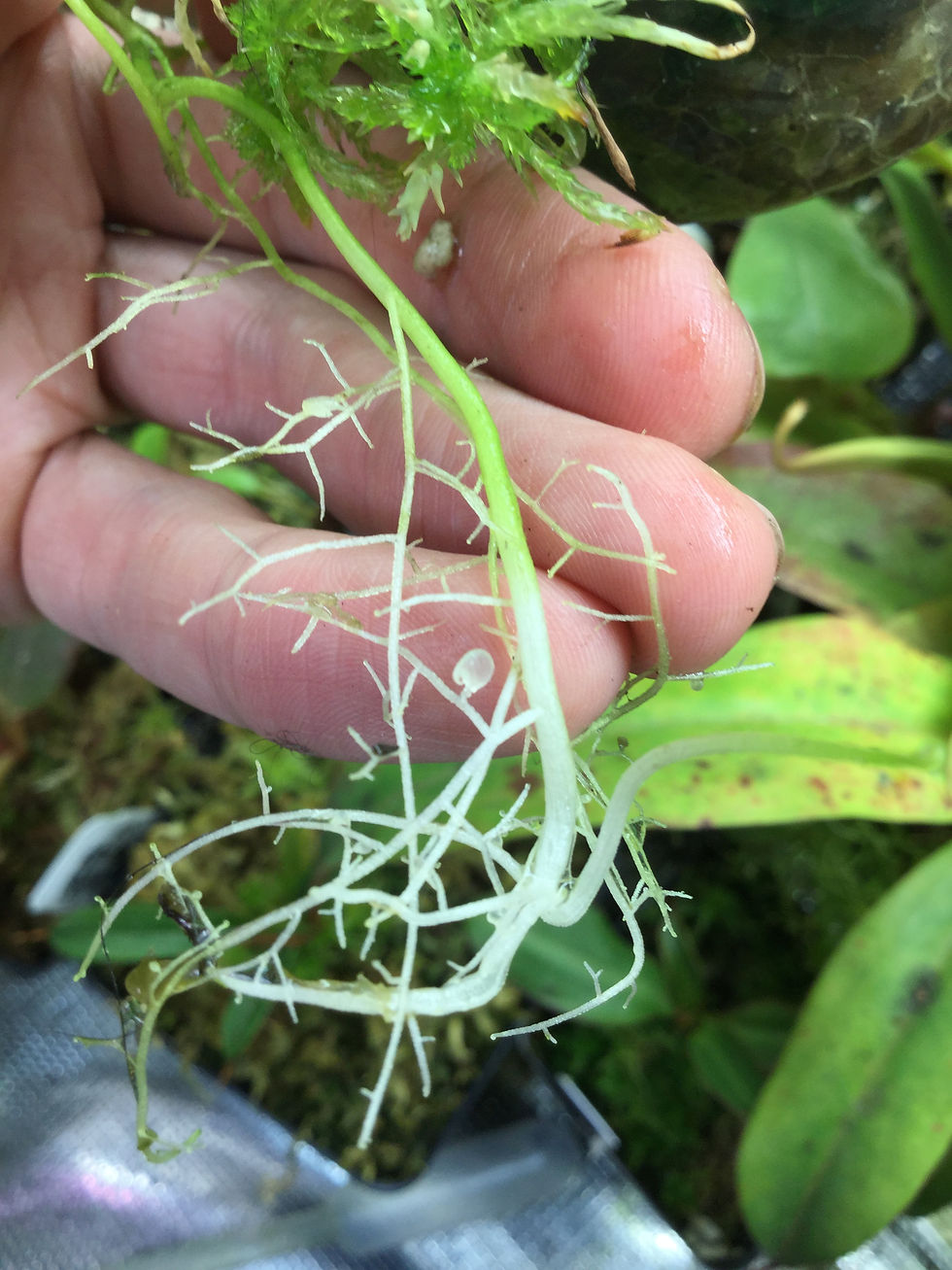 Thumbnail: Utricularia nelumbifolia