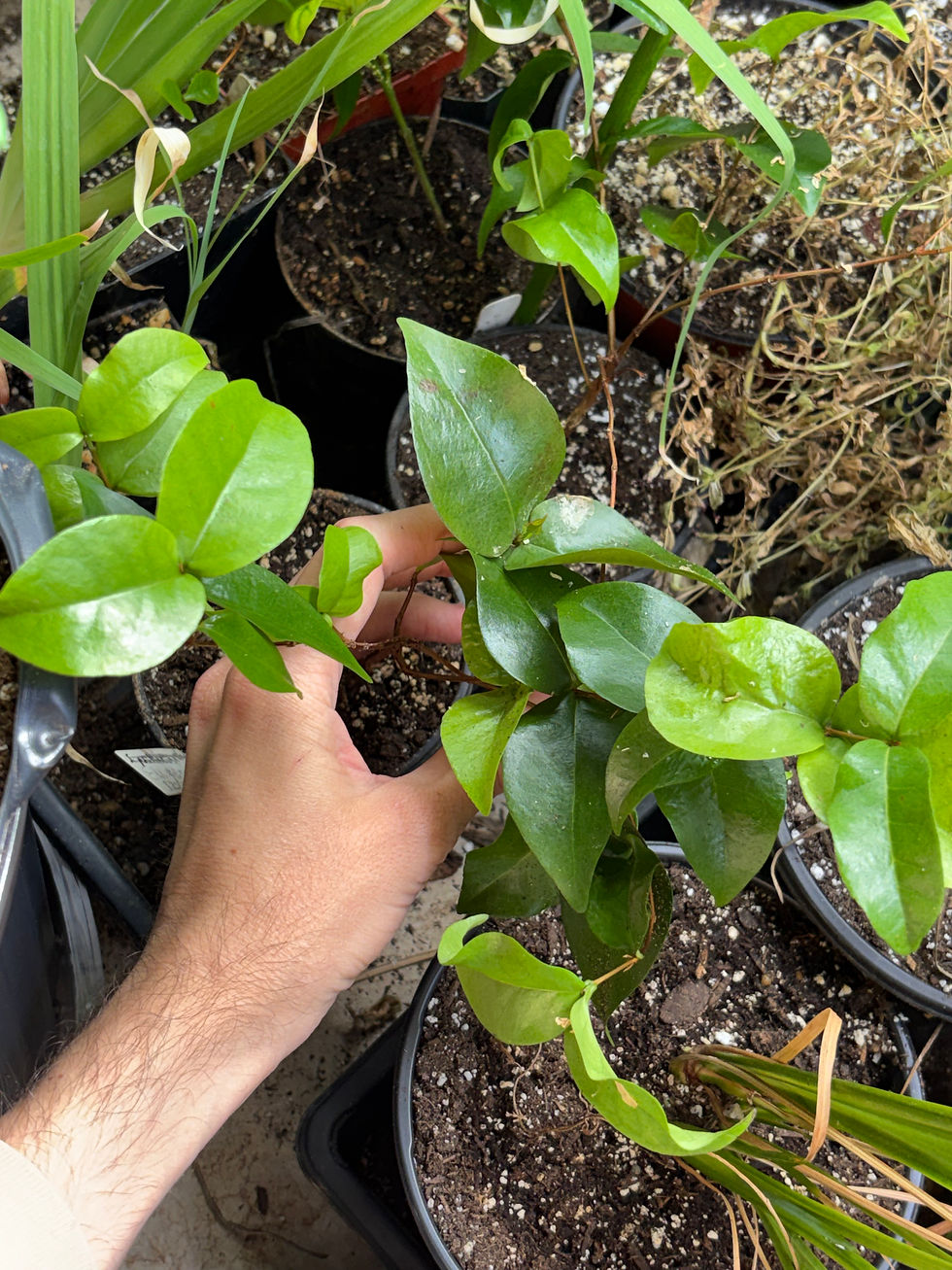 Thumbnail: Eugenia uniflora