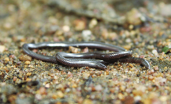 Namibiana-aff-rostrata-Handa-Farm.png
