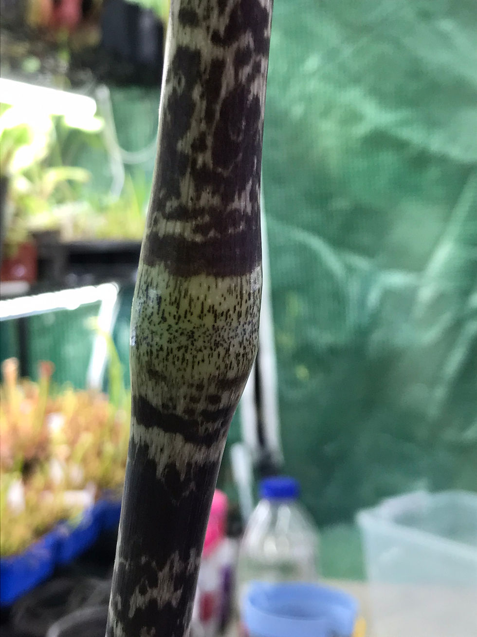 Thumbnail: Gonatopus boivinii