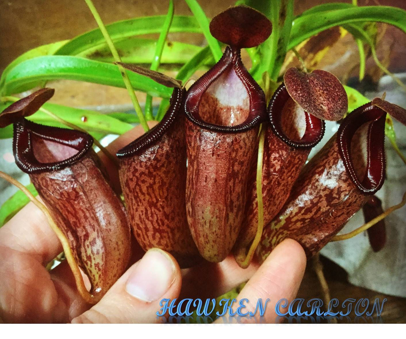 Nepenthes ventricosa x talangensis HC A