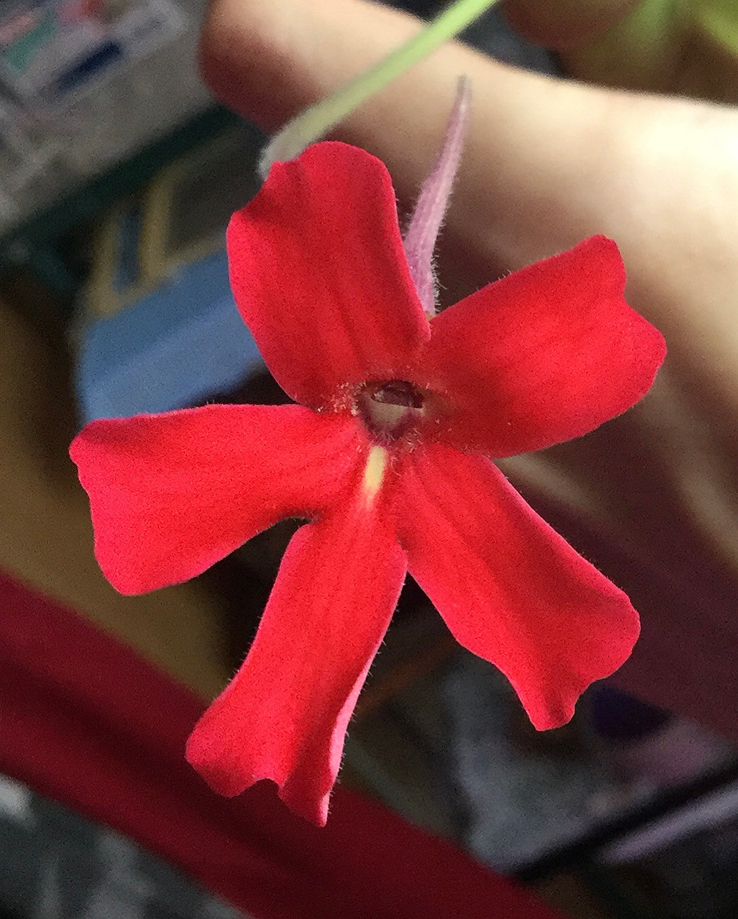 Tropical/Mexican Pinguicula | Carlton Carnivores