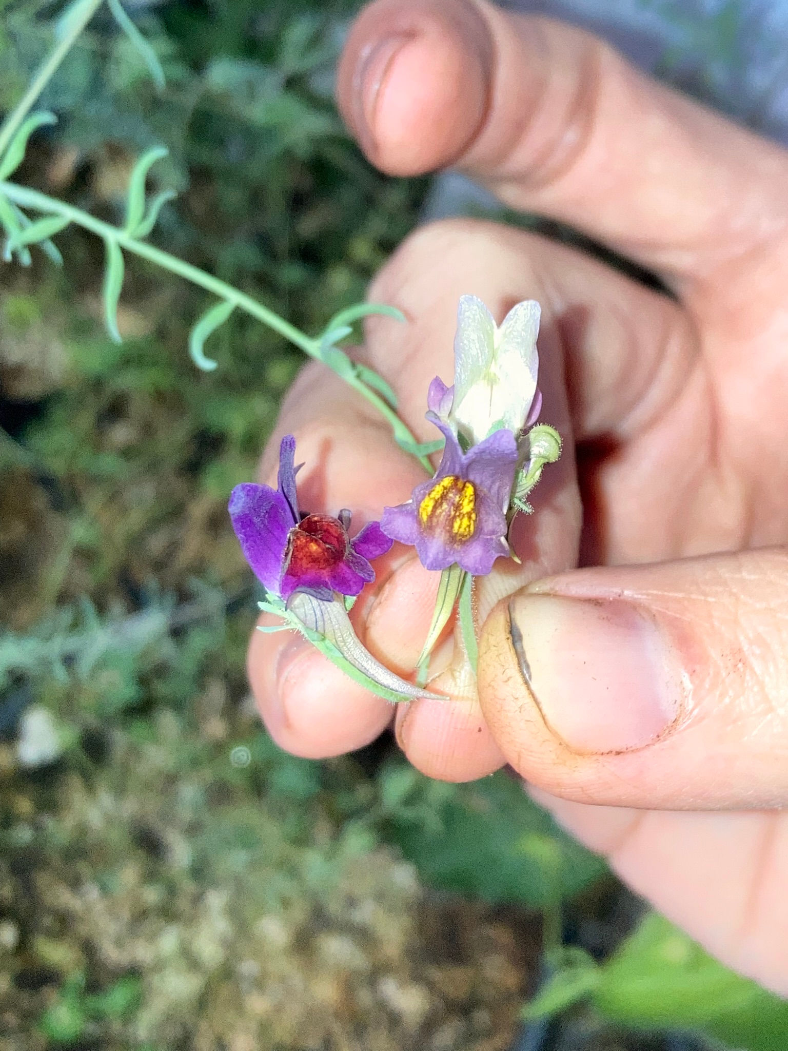 Linaria aeruginea Seeds