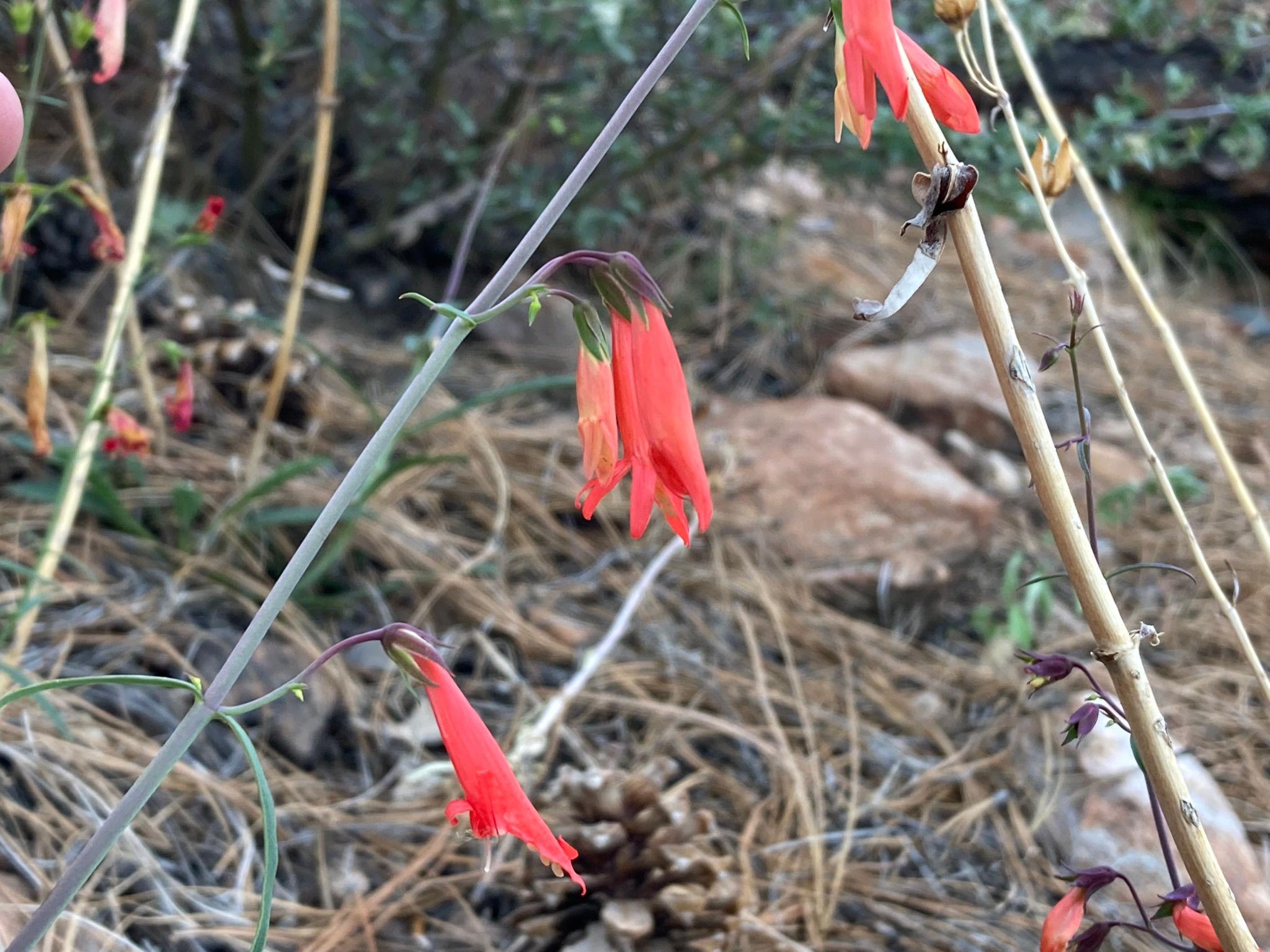 Penstemon barbatus "Mt. Lemmon, Arizona"