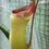 Thumbnail: Nepenthes ventricosa x sibuyanensis HC A