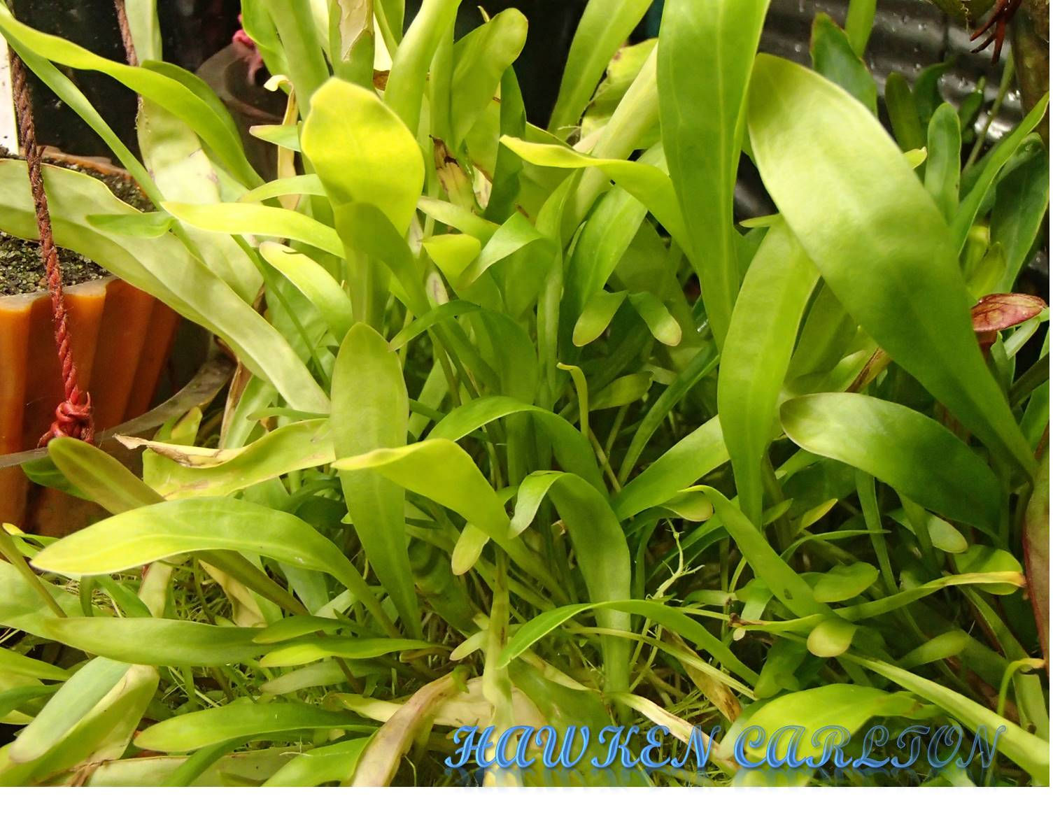 Utricularia longifolia Seeds