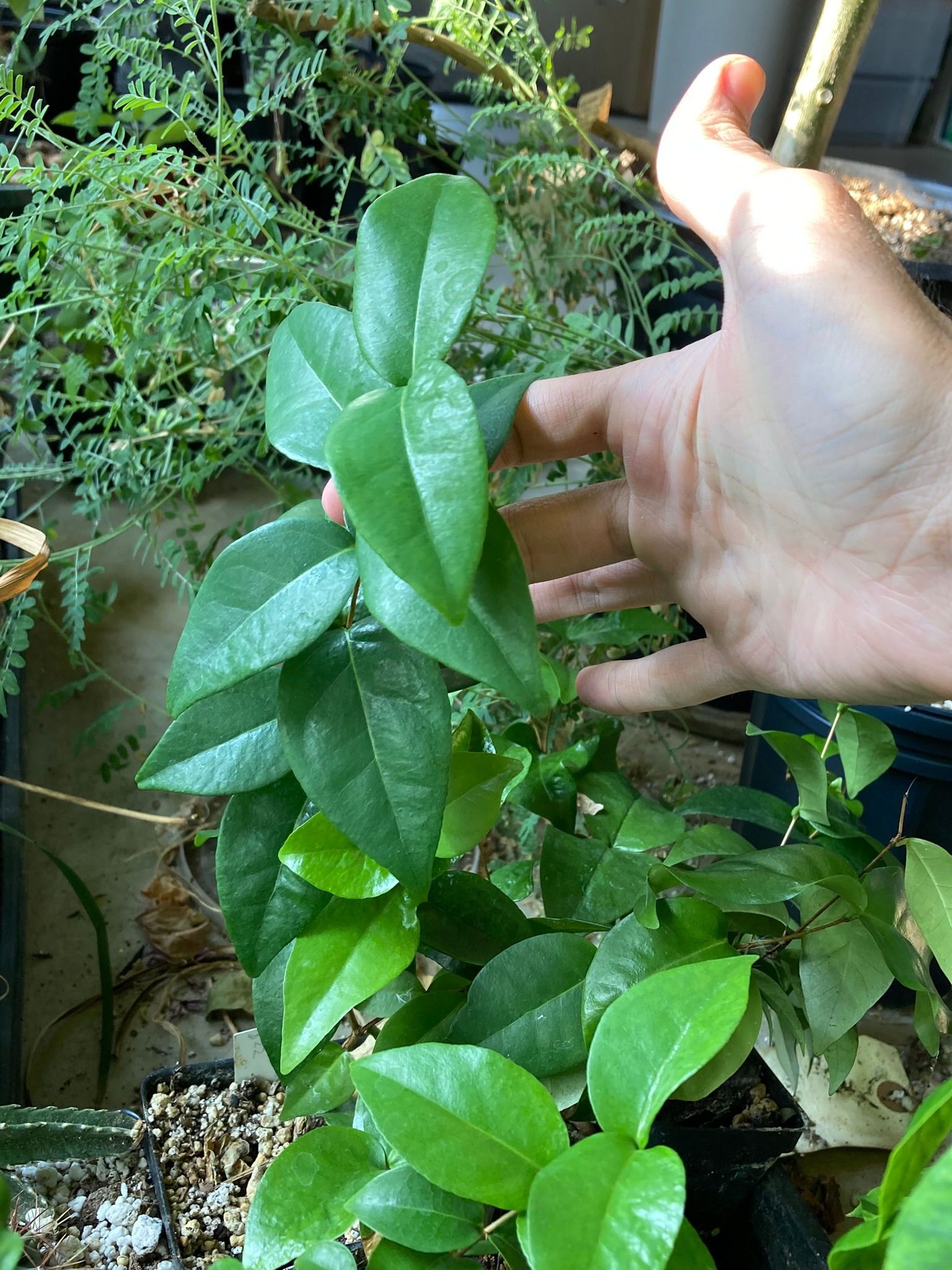 Eugenia uniflora