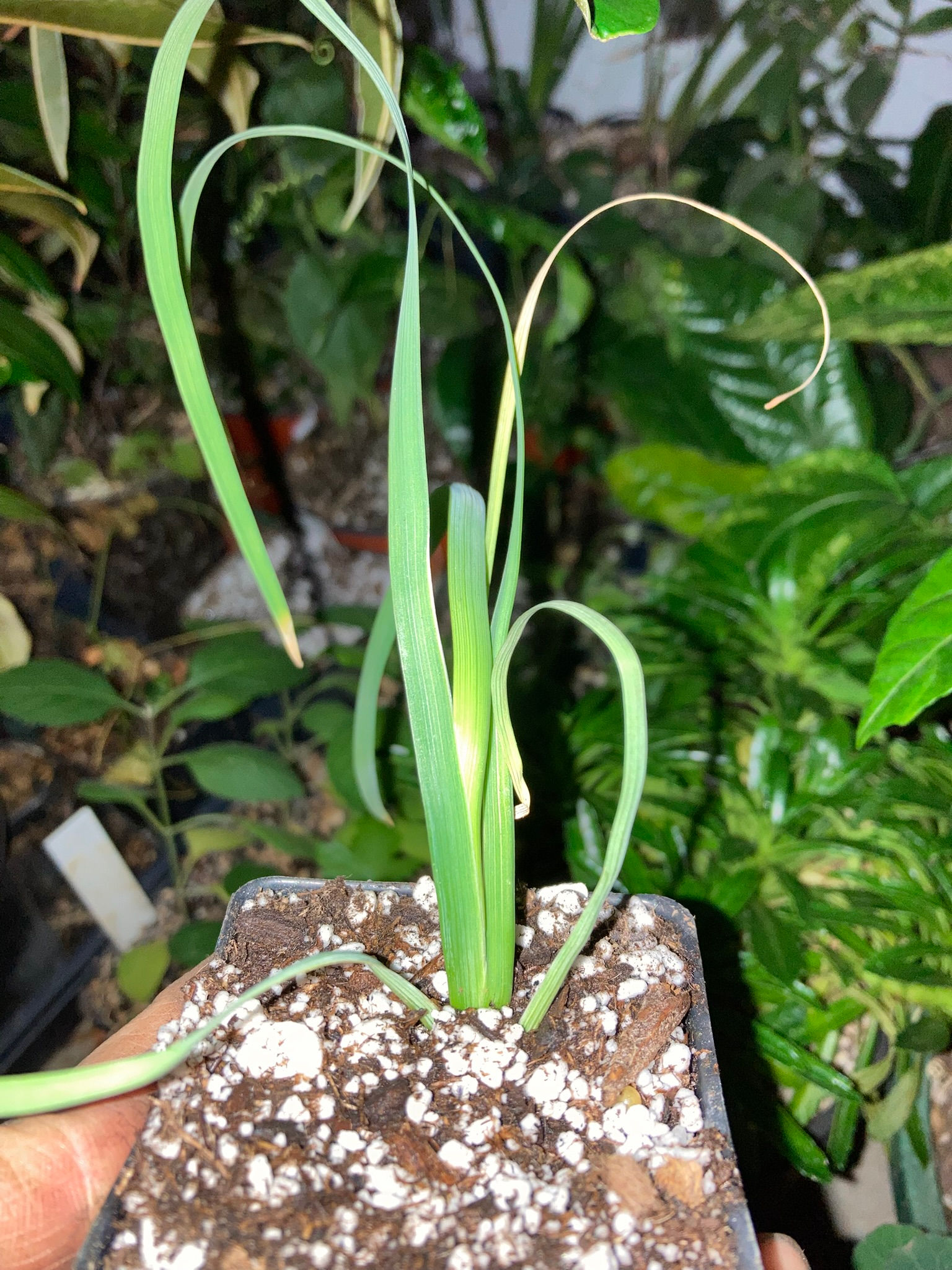 Iris bulleyana "Dark Form"