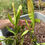 Thumbnail: Sarracenia oreophila "North Sound" x purpurea "Giant #1" HC A