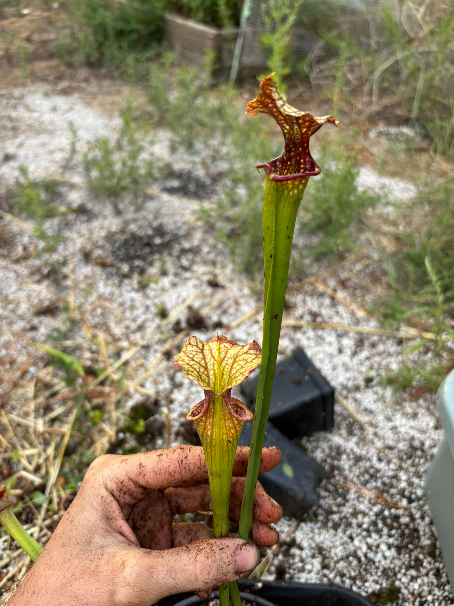 Sarracenia 'Saurus' x 'Adrian Slack' HC A