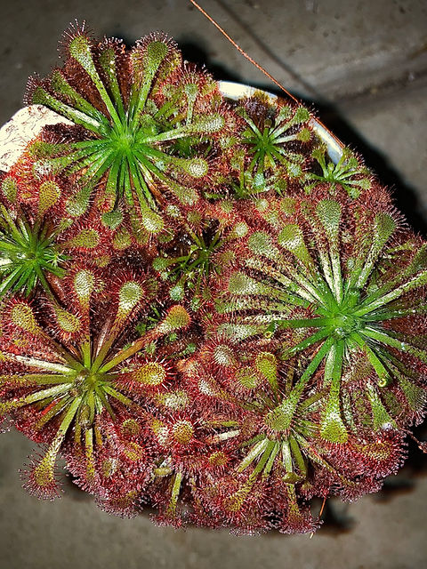 Drosera sp. Lantau Island x spatulata Drosera sp. Lantau Island x spatulata