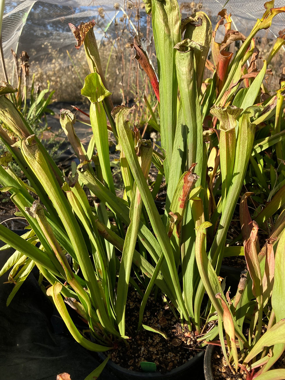 Thumbnail: Sarracenia jonesii x 'The Kraken'