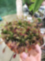 Thumbnail: Drosera intermedia "Carolina Giant"