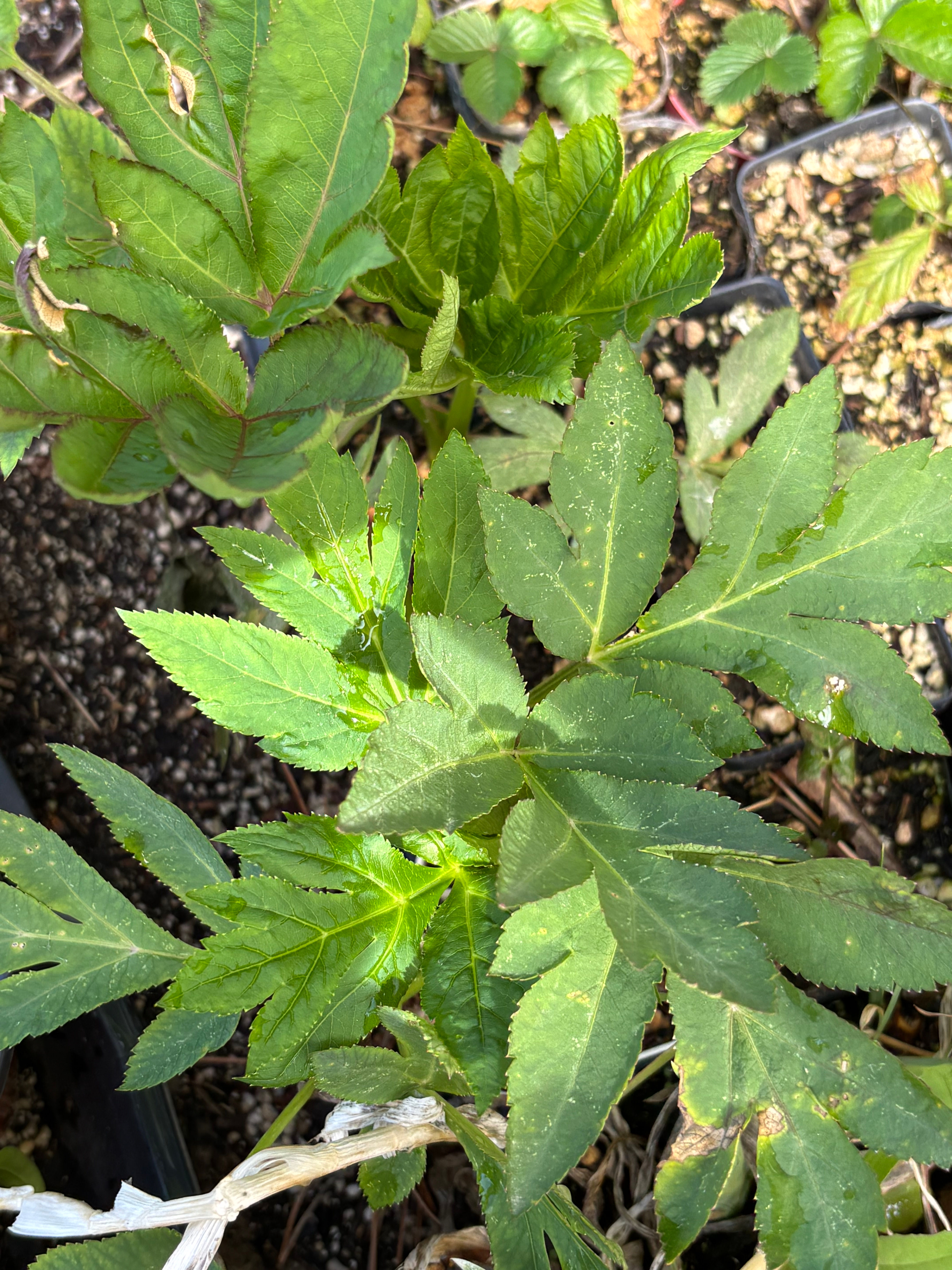 Angelica gigas