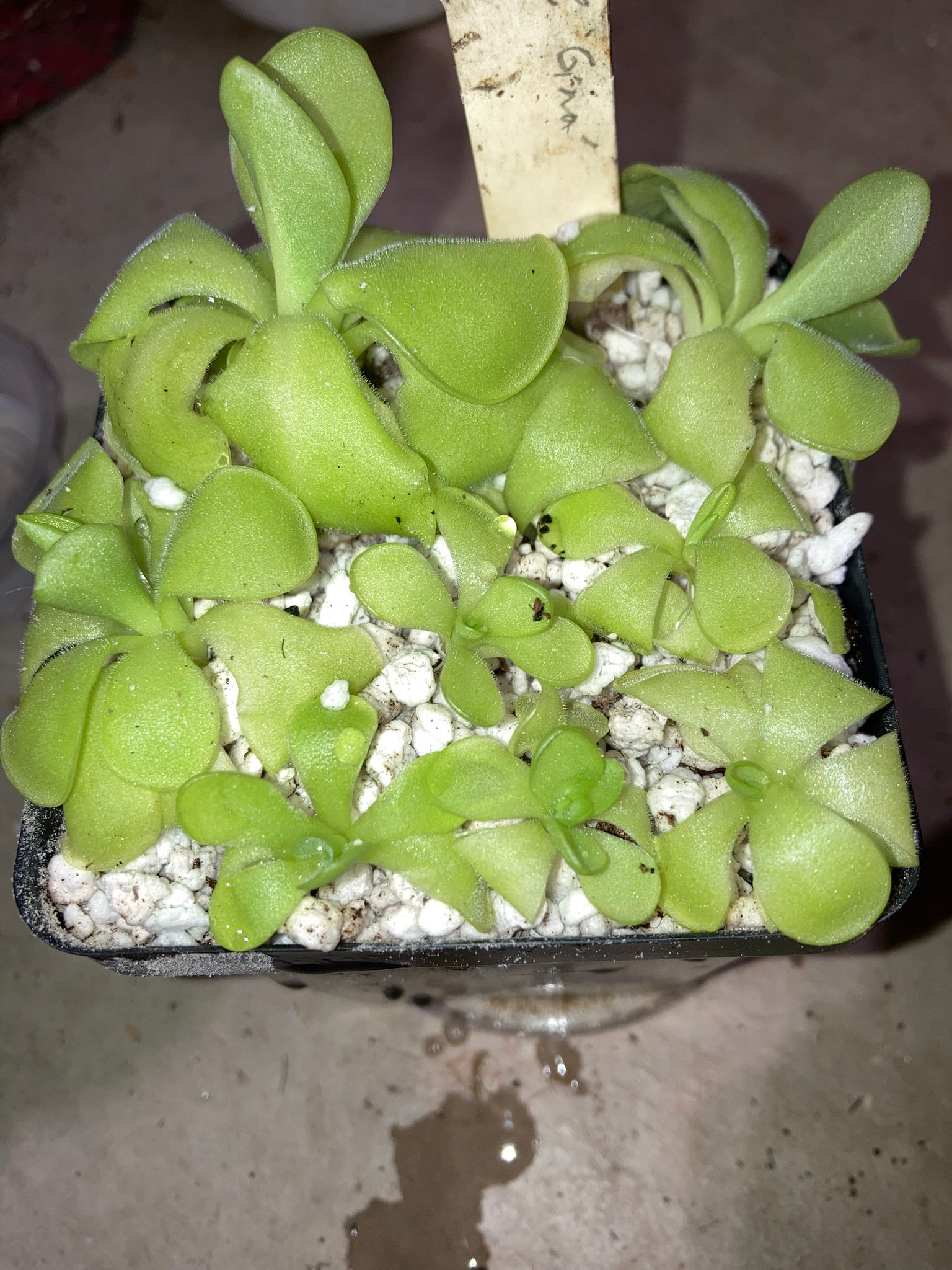 Pinguicula 'Gina'