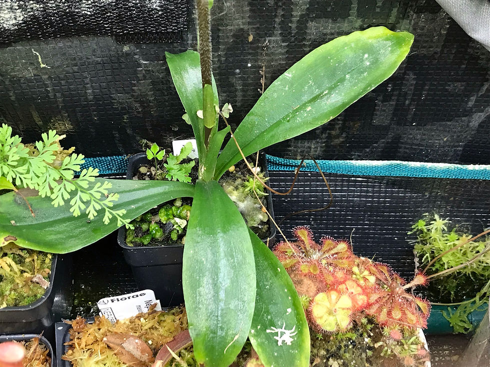 Thumbnail: Ponthieva racemosa