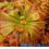 Thumbnail: Drosera aliciae