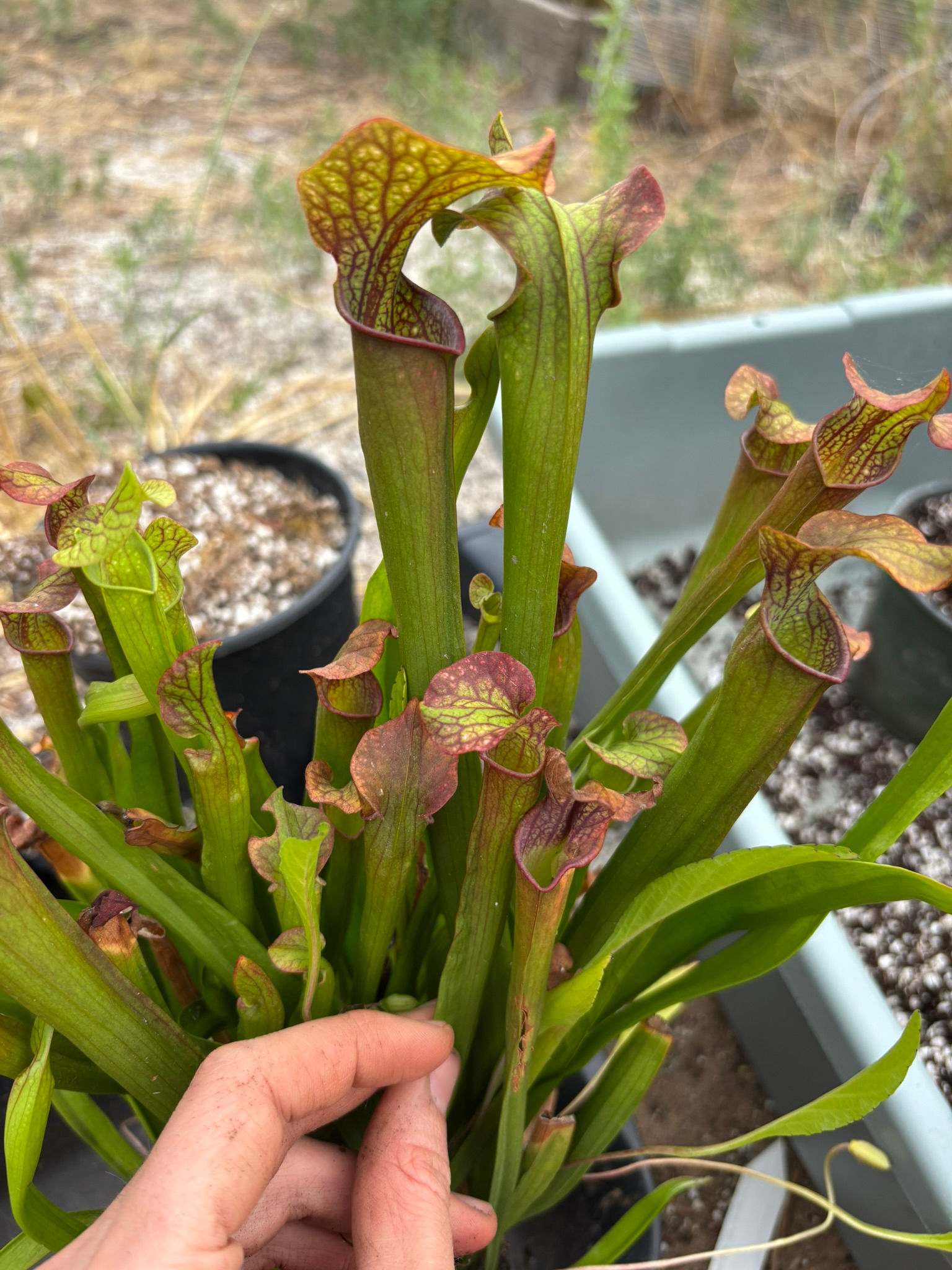 Sarracenia (oreophila x "Blood Moon") x "Wilkerson's Red" OP, HC A