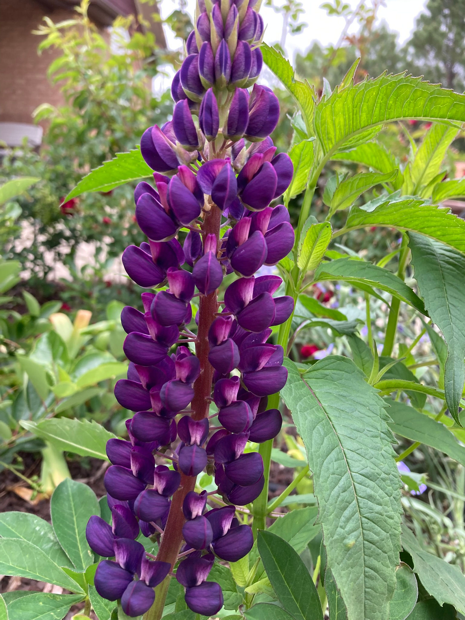 Lupinus polyphyllus "Dark Purple" seeds