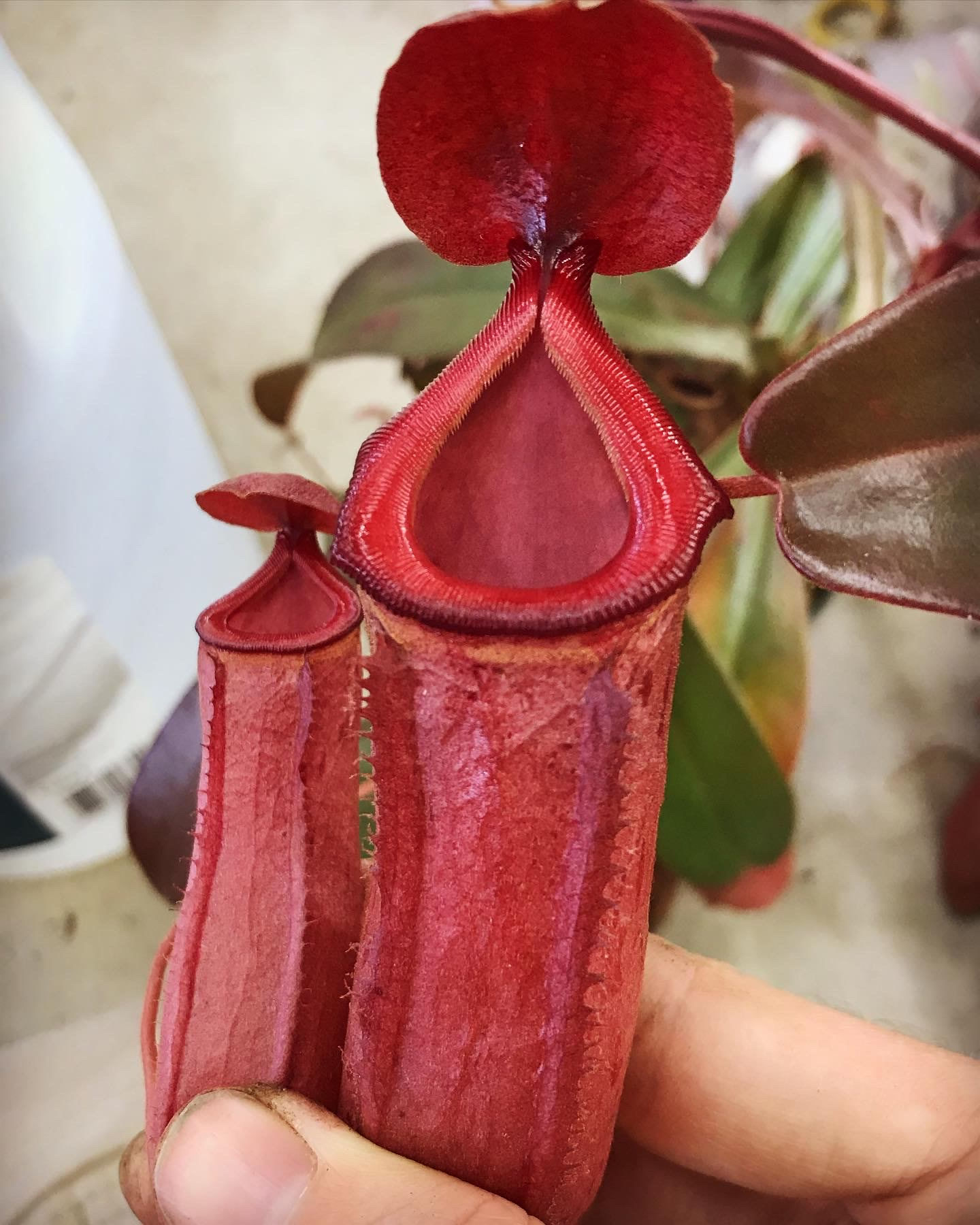Nepenthes "Falcon"
