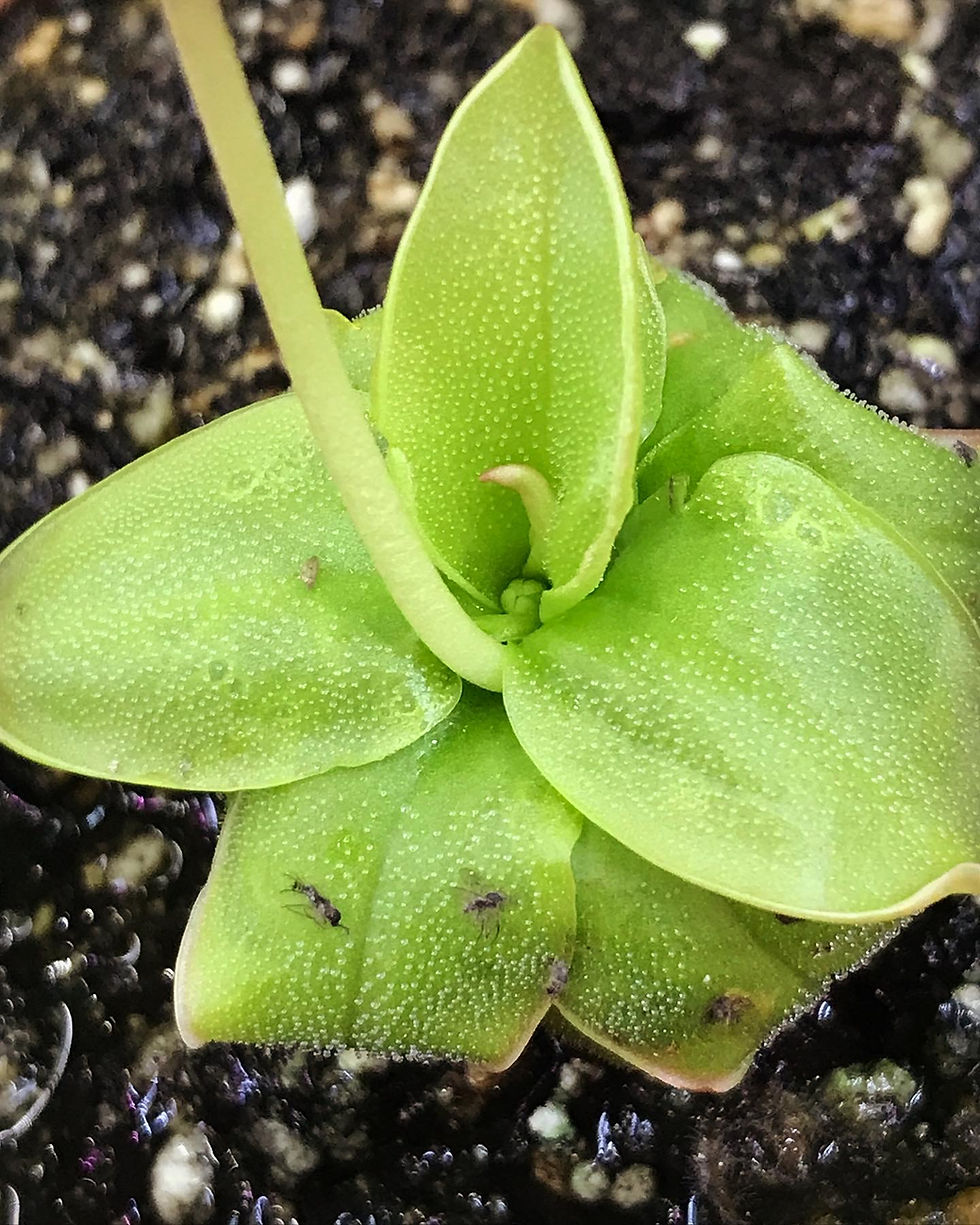 Thumbnail: Pinguicula planifolia Miramar Co. FL Seeds