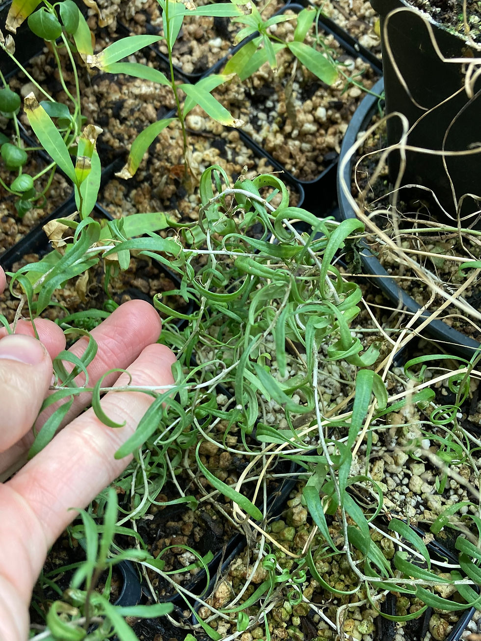 Lycium ruthenicum, Black Goji Berry