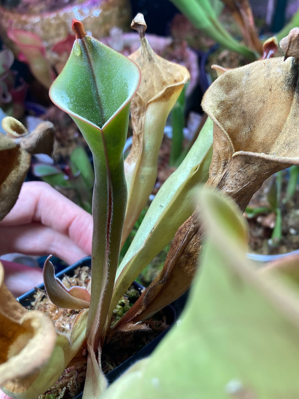 Thumbnail: Heliamphora "nutans" Giant