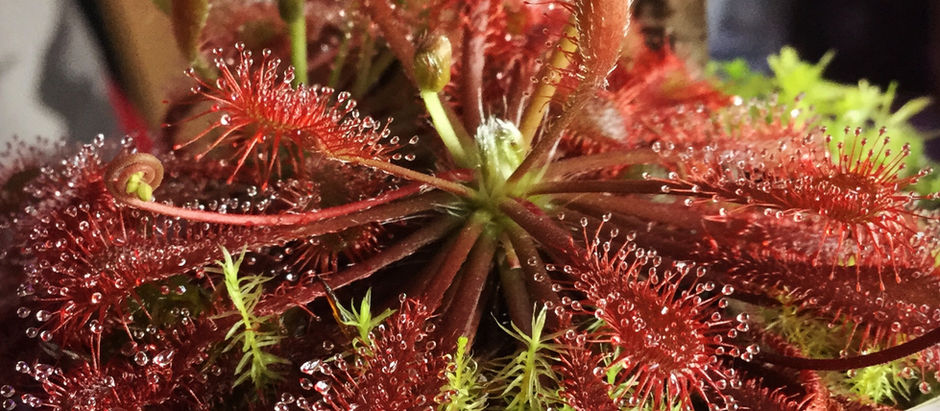 To Grow Sundews From Seed