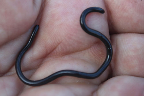 L. conjunctus.jpeg