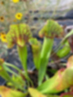 Thumbnail: Sarracenia oreophila "North Sound" x purpurea "Giant #1" HC C