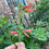 Thumbnail: Penstemon barbatus