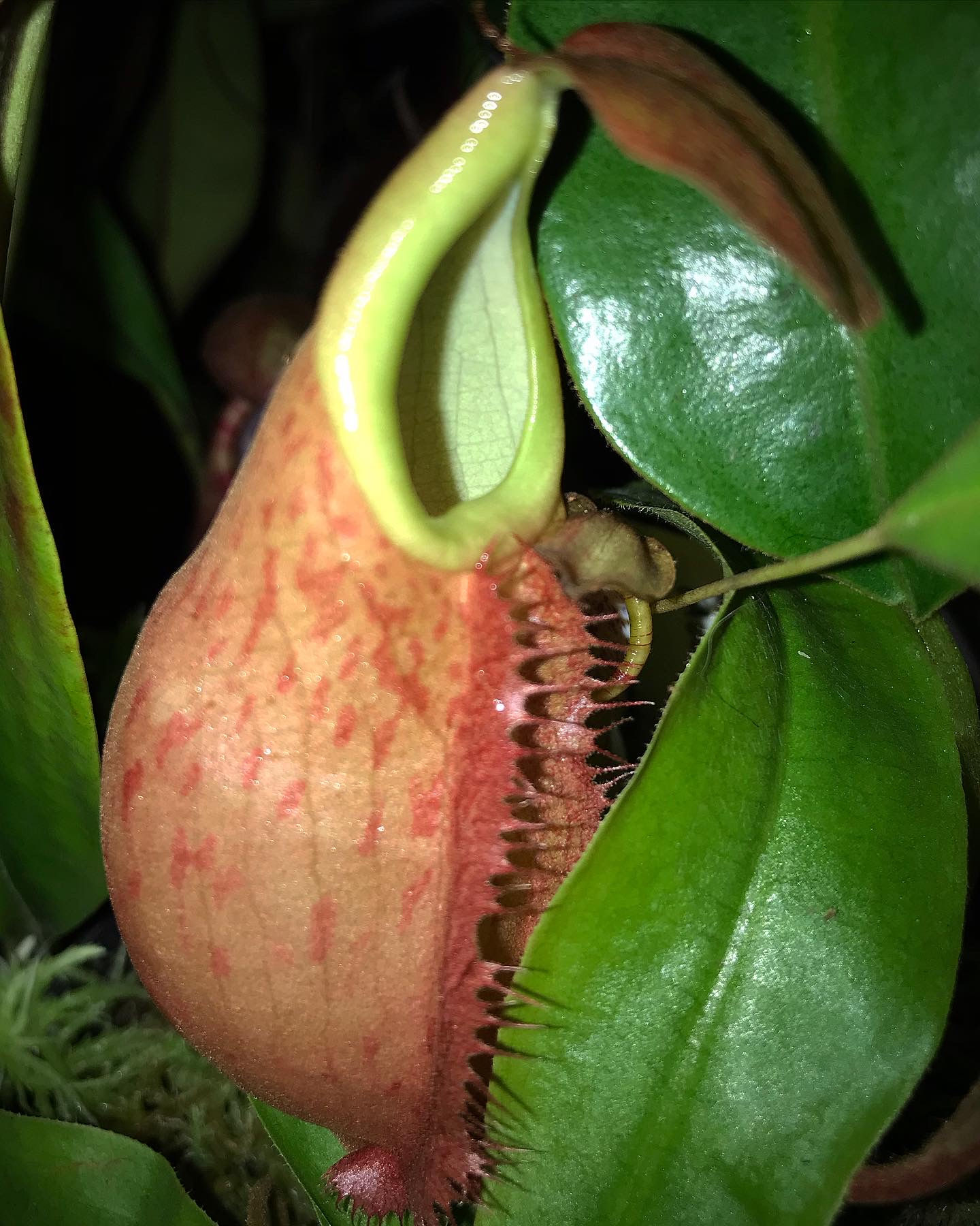 Nepenthes chang
