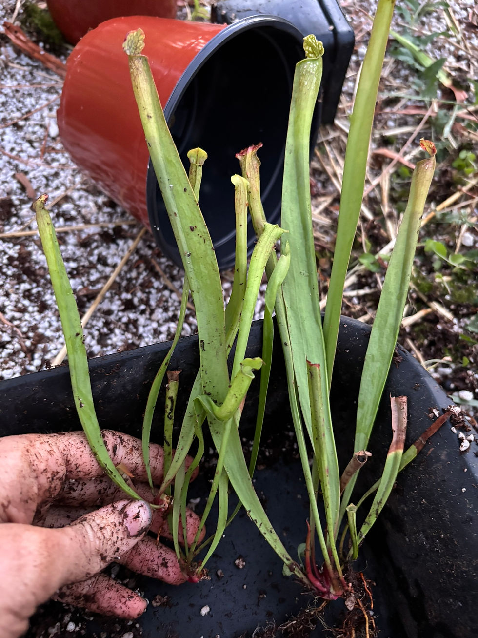 Thumbnail: Sarracenia leucophylla x alata "nigropurpurea" HC B