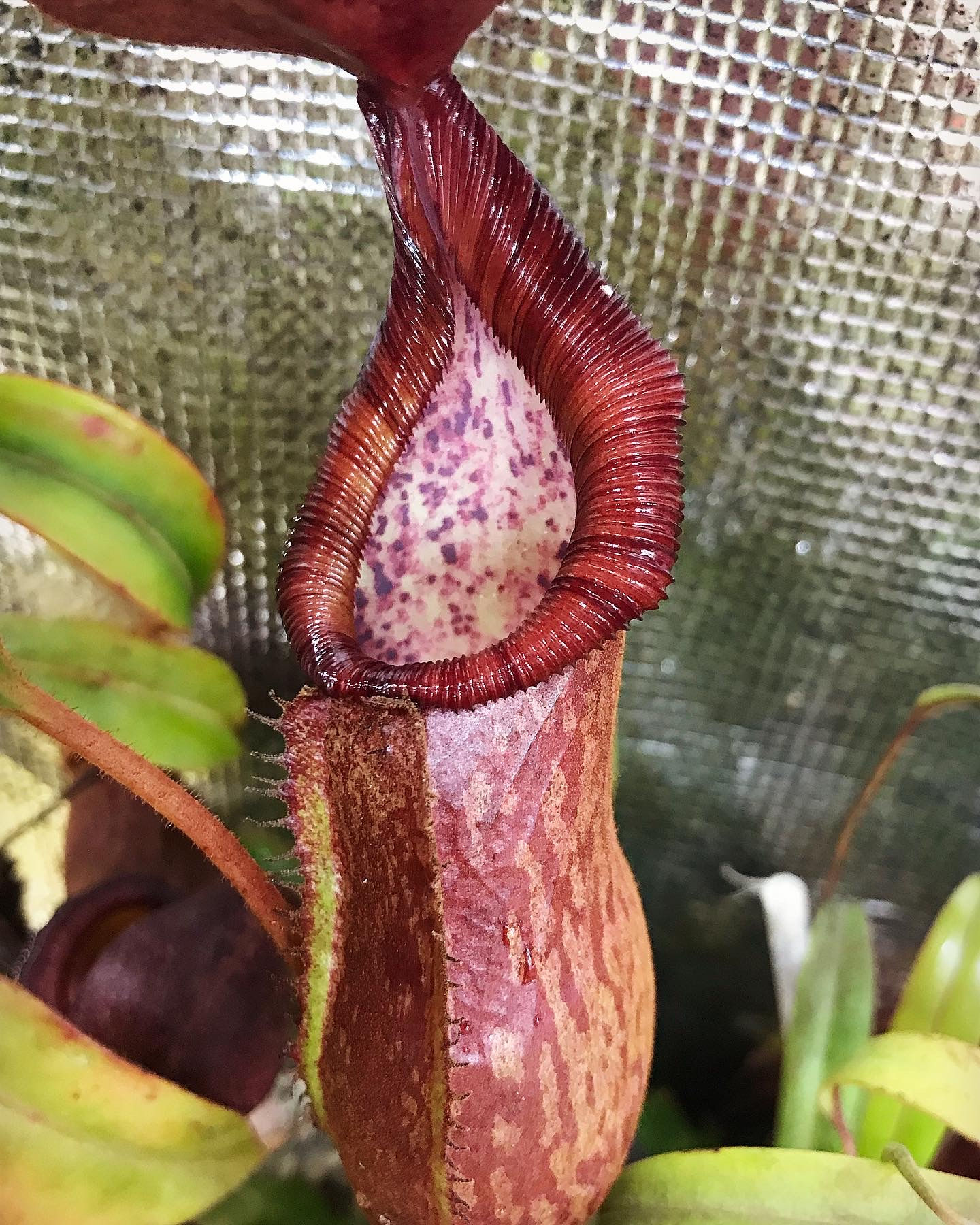 Nepenthes petiolata