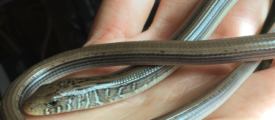 Limbless Lanky Lizard!