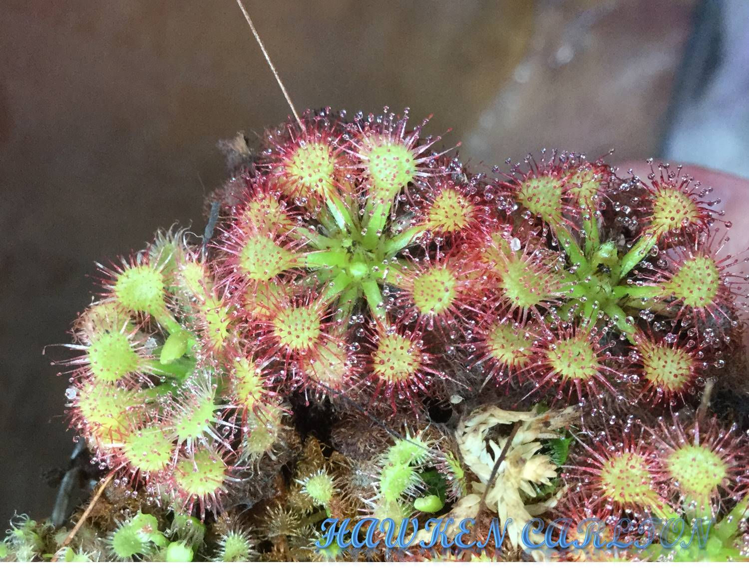 Drosera capillaris 'Emerald's Envy'