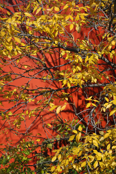 Samhain digital file nature photography high vibration art Mokusho Abigaëlle Richard high frequency art