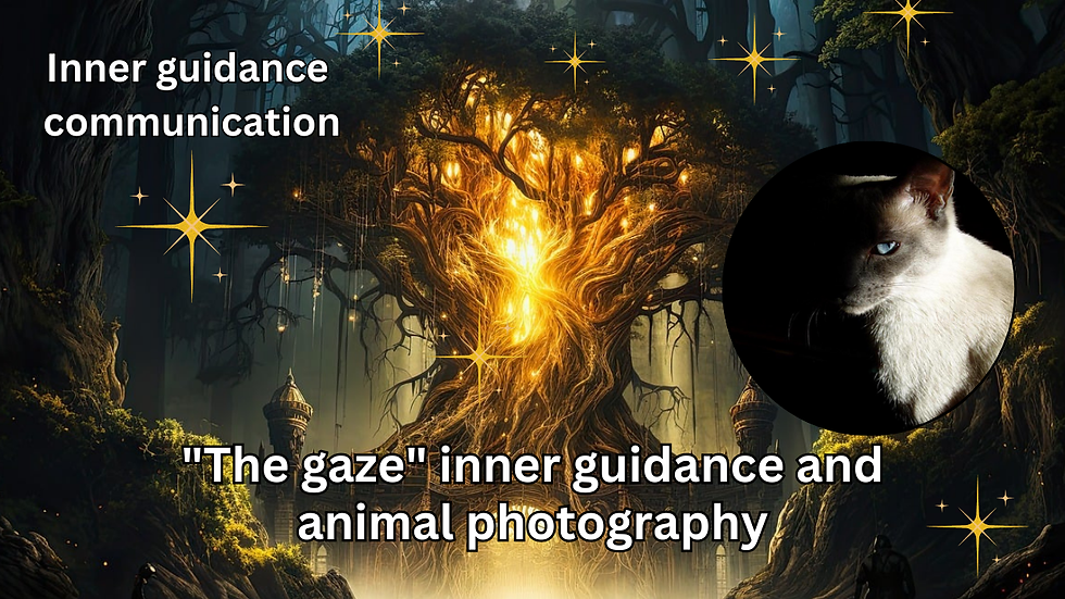 "The gaze" Inner guidance communication and animal photography. High vibration art and words. Video from the YouTube channel "The grounded starseed" by Mokusho Abigaëlle